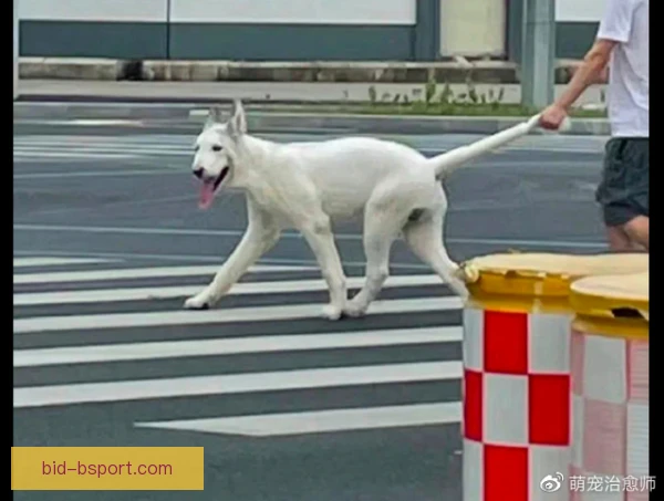 申京牛尾巴过人摆脱，节奏变化晃开防守重心
